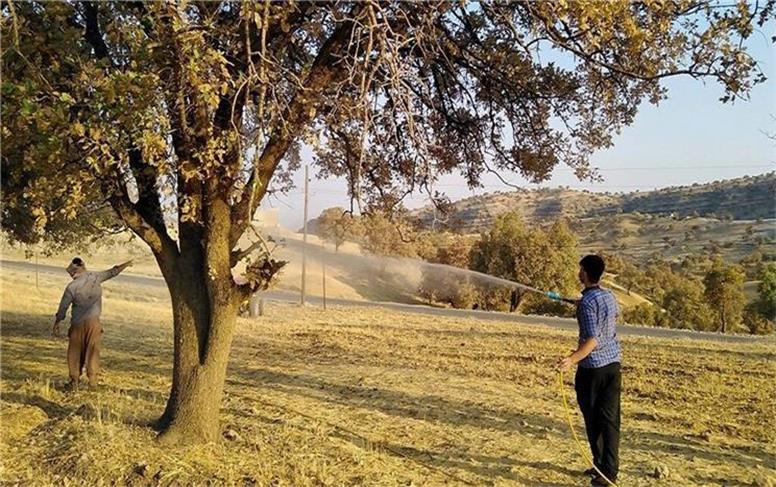 آفت‌زدایی ۴۸۸ هزار هکتار از اراضی همدان