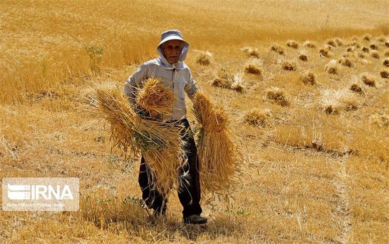 پرداخت ۲۱ درصد از مطالبات کشاورزان استان همدان