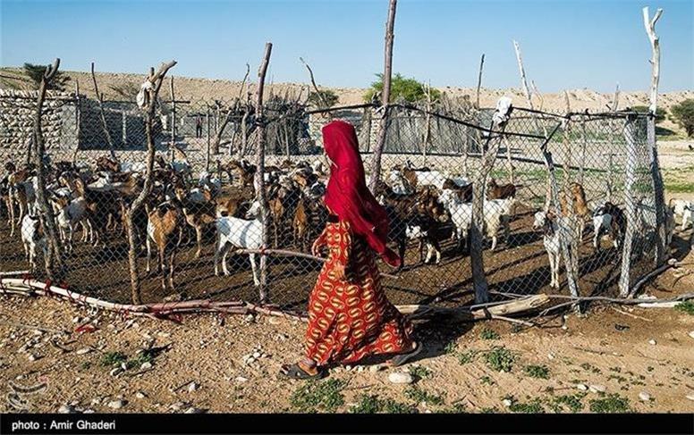 بازگشت ۱۴۷ دامداری‌ کوچک روستایی به چرخه تولید در همدان