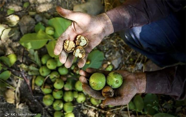 پیش‌بینی برداشت بیش از ۱۰ هزار تن گردو از باغات همدان