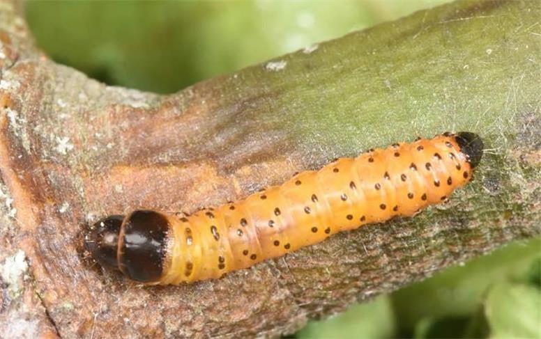 بیش از ۲ هزار هکتار از باغات گردوی همدان درگیر کرم خراط شد