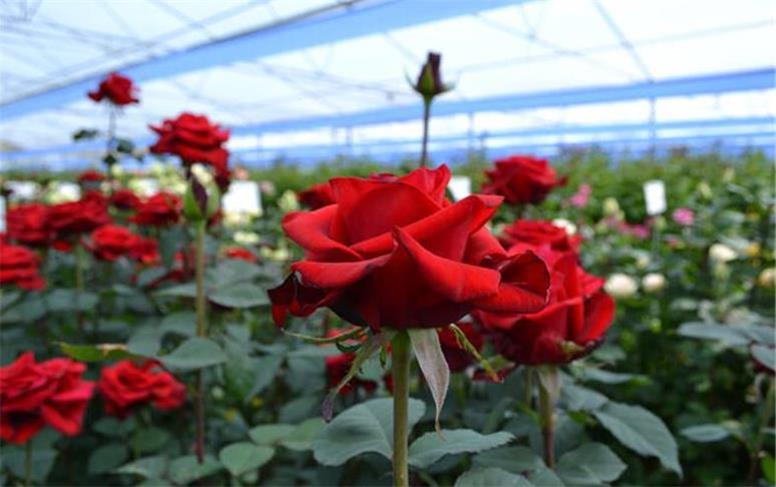 همدان؛ قطب نوظهور تولید گل شاخه‌بریده با ظرفیت ۶ میلیون شاخه در سال