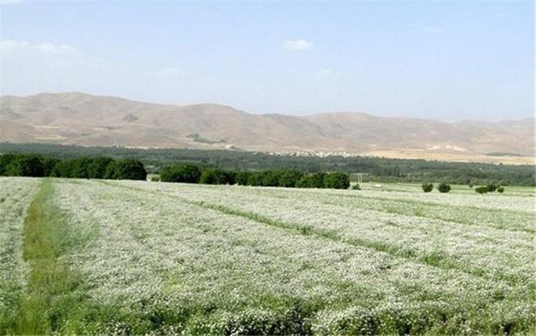 ۷۰ درصد گشنیز کشور در نهاوند تولید می‌شود | صادرات خام ادامه دارد