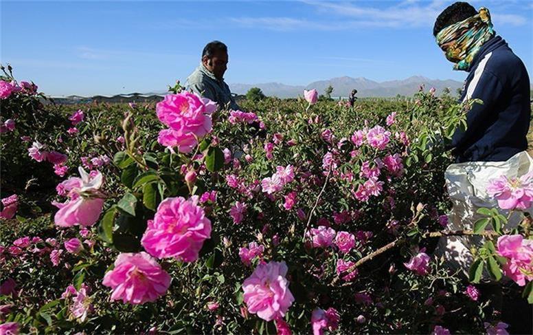 برداشت گل محمدی در گلستان‌های همدان آغاز شد