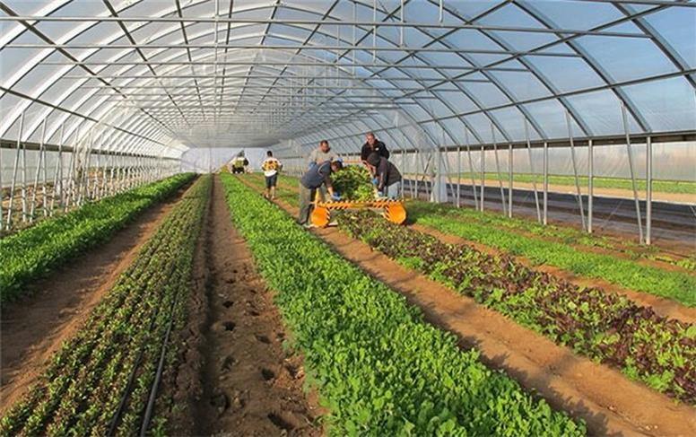 سه شهرک گلخانه‌ای در همدان در دست اجرا است