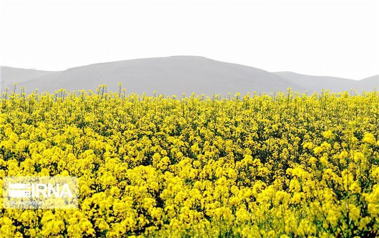 برداشت کلزا از مزارع همدان آغاز شد