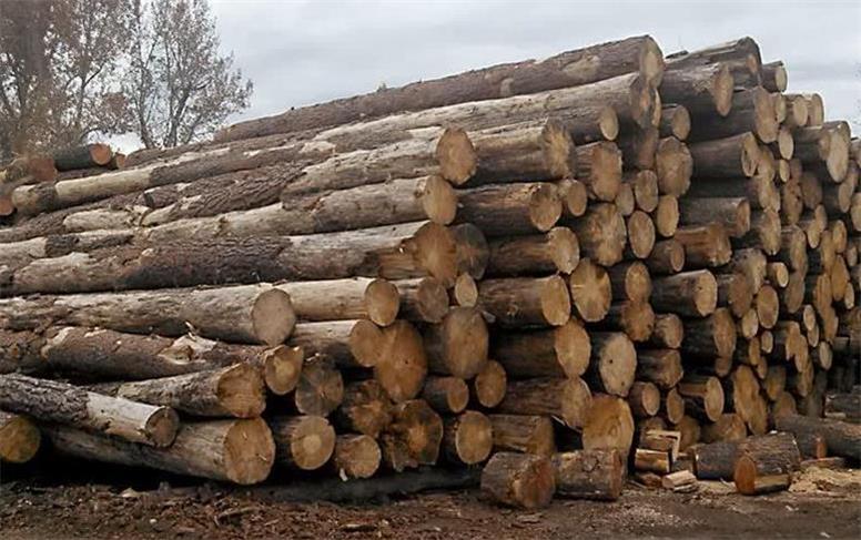محکومیت ۲۴۸ میلیون ریالی متخلفان برای حمل غیرمجاز چوب جنگل