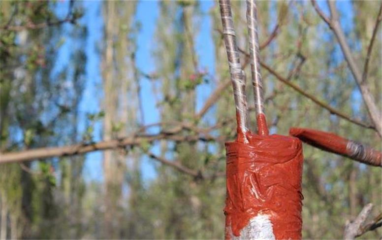 سالانه ۸۰ هزار پیوندک گردو در استان سرشاخه کاری می‌شود