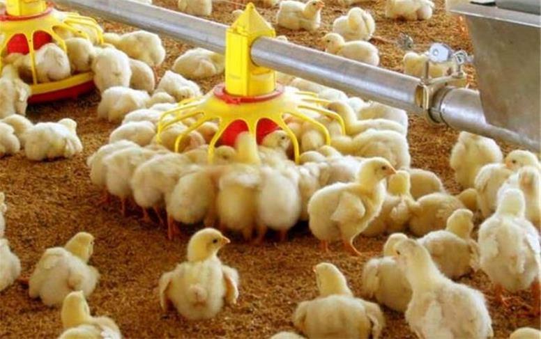 افزایش ۱۱ درصدی جوجه‌ریزی در همدان