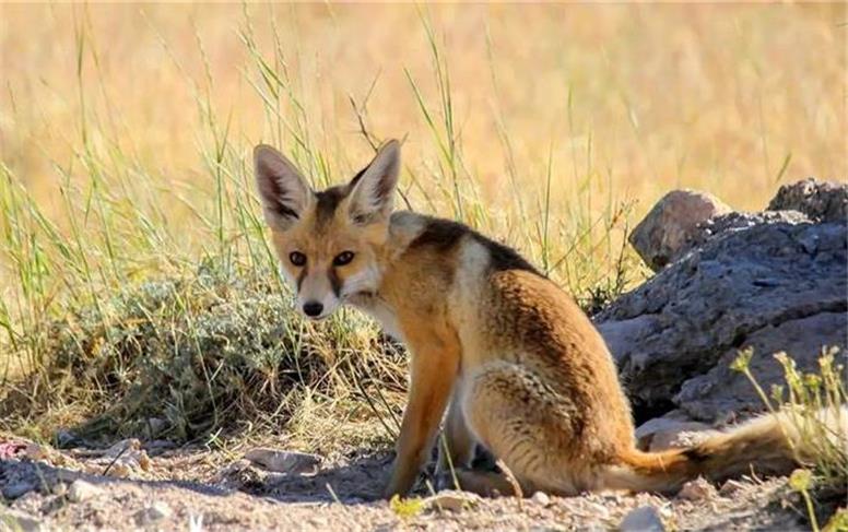 کودک ۳ ساله در کبودرآهنگ بر اثر گزش روباه هار جان باخت
