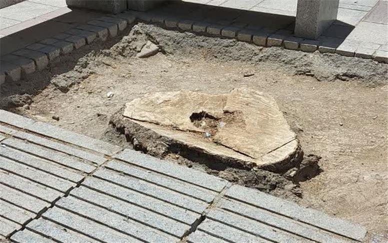 قطع درختان؛ نتیجه ضعف در نگهداری فضای سبز نه راه‌حل مدیریت شهری