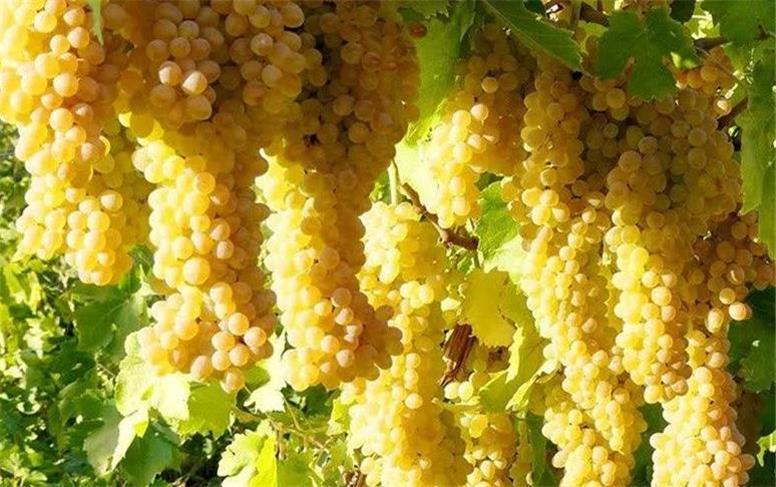 ملایر در اوج تولید انگور و کشمش؛ ۳۰۰ هزار تن محصول از باغ‌های همدان برداشت می‌شود