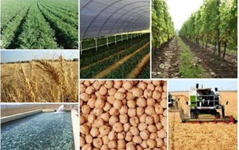 همدان؛ قطب کشاورزی دانش‌بنیان ایران با تولید یک میلیون تنی سیب‌زمینی
