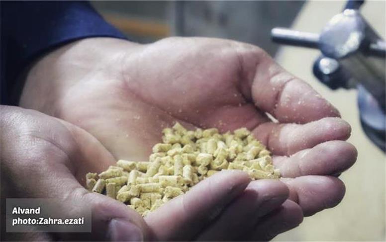 افزایش شمار واحدهای تولید خوراک دام در همدان