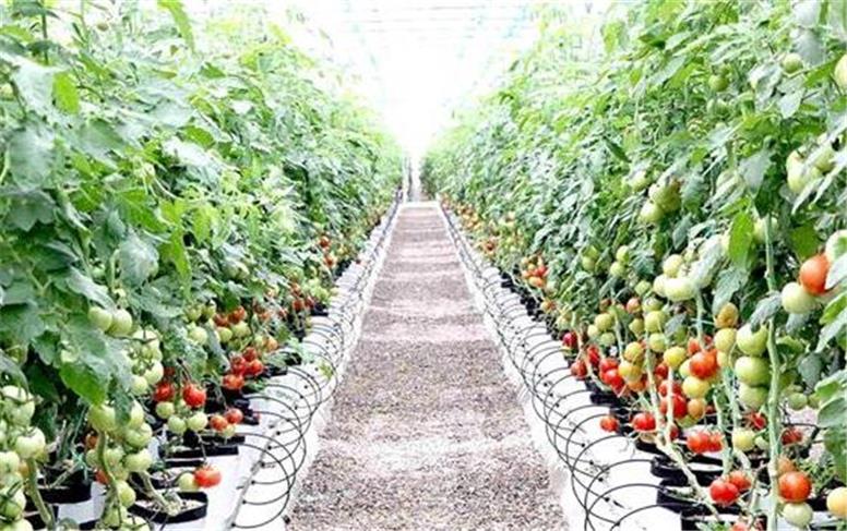 ۳۱۸ هکتار گلخانه در همدان زیر چتر حمایت و توسعه