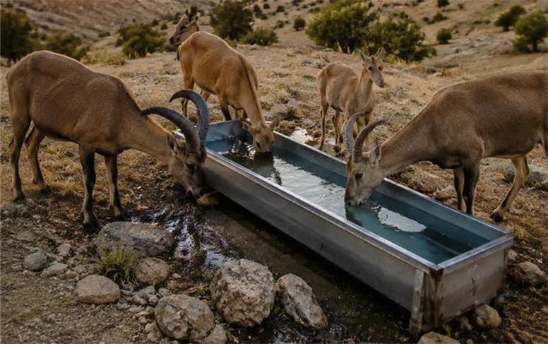 اجرای پویش چشمه‌ها در مناطق حفاظت‌شده همدان برای کاهش تنش آبی حیات‌وحش
