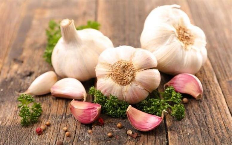 آغاز برداشت سیر از قطب تولید ایران