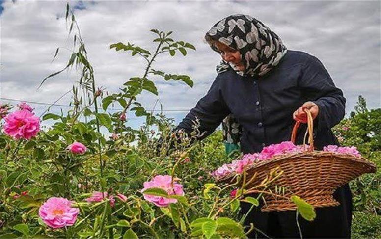 برداشت گل محمدی از گلستان‌های نهاوند آغاز شد