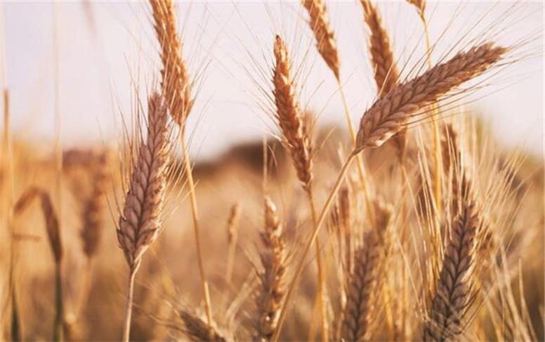 پیش‌بینی تولید ۷۰۰ هزار تن گندم در همدان