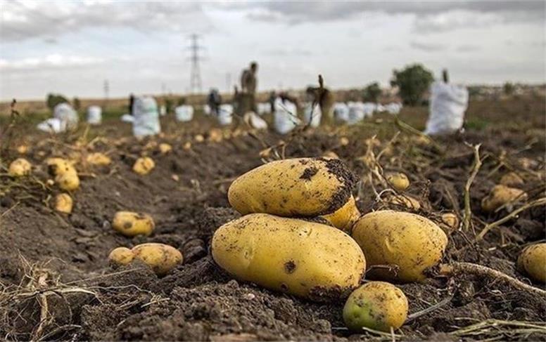 ۲۰ هزار تن سیب‌زمینی در سردخانه؛ چرا همدان به‌جای مداخله، عرضه را مدیریت می‌کند؟