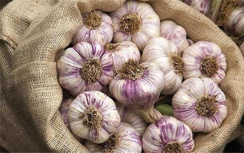 سولان میزبان هشتمین جشنواره ملی سیر و موسیر؛ از بازار محصولات بومی تا غذای محلی