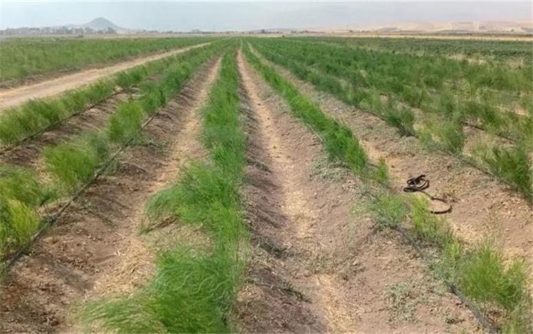 همدان به‌دنبال محصولی است که هم آب کمتری بخواهد، هم بازار مطمئن‌تری داشته باشد