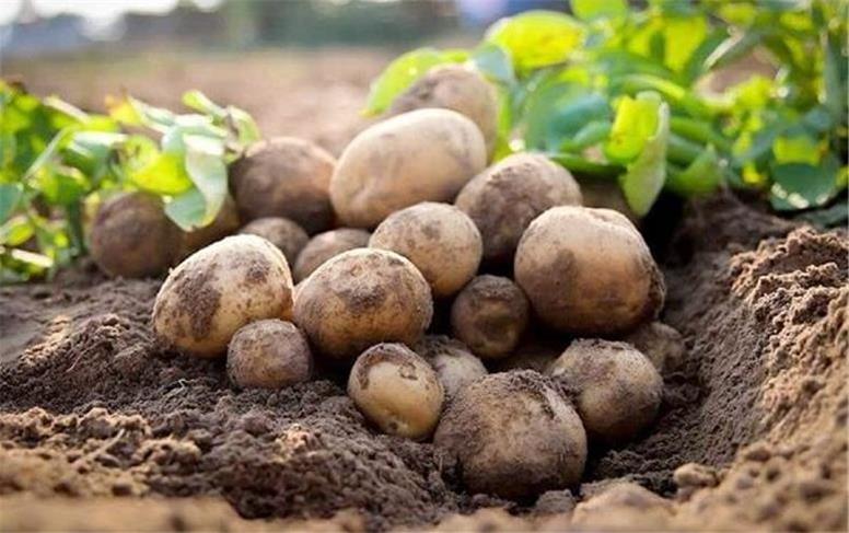 ۴ هزار و ۲۵۰ هکتار برای تولید ۱۹۰ هزار تن؛ سیب‌زمینی همدان در ترازوی آب و بازار