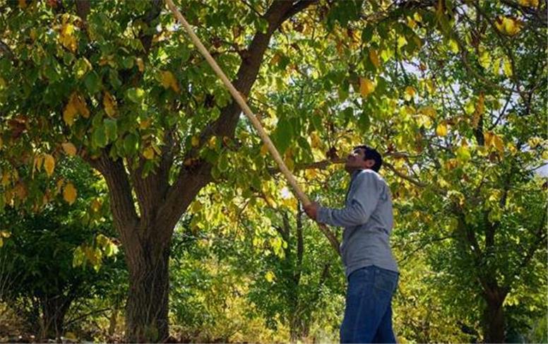 ۲۳ قربانی سقوط از ارتفاع در همدان؛ پزشکی قانونی درباره برداشت گردو هشدار داد