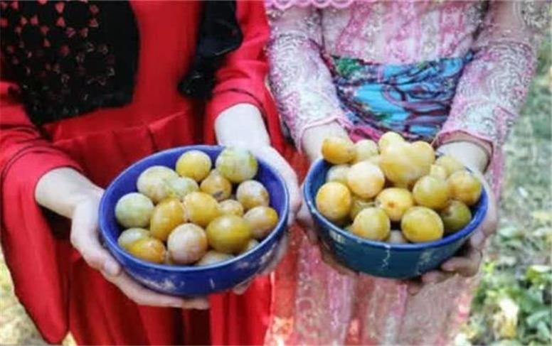 از باغ تا بازار؛ آلو اسدآباد چقدر ارزش افزوده ایجاد می‌کند؟