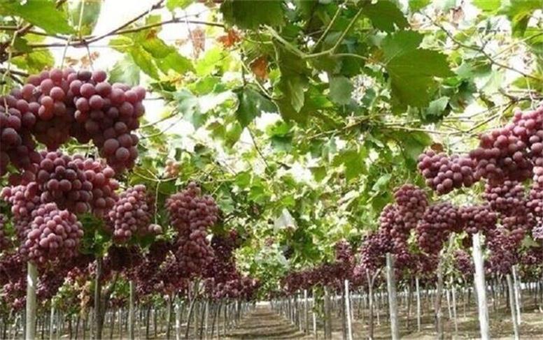 انگور همدان تولید می‌شود؛ ارزش افزوده آن کجا شکل می‌گیرد؟