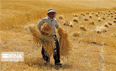 پرداخت ۲۱ درصد از مطالبات کشاورزان استان همدان