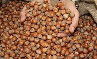 محکومیت بیش از ۲ میلیارد ریالی قاچاقچی فندق