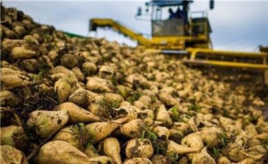 تحویل ۶۶۰ هزار تن چغندر قند همدان به کارخانه‌ها | تولید امسال به ۶۸۰ هزار تن می‌رسد