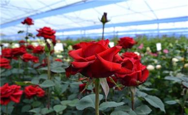 همدان؛ قطب نوظهور تولید گل شاخه‌بریده با ظرفیت ۶ میلیون شاخه در سال