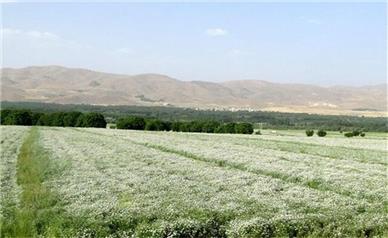 ۷۰ درصد گشنیز کشور در نهاوند تولید می‌شود | صادرات خام ادامه دارد