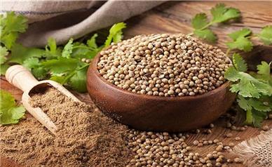 گشنیز نهاوند در مسیر ارزش افزوده | صنایع عصاره و اسانس در همدان توسعه می‌یابد