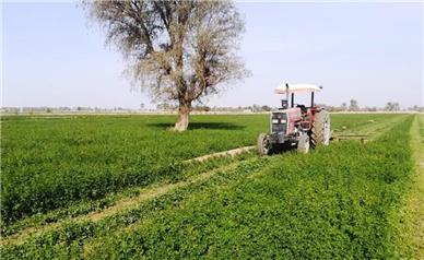 کاهش ۳۵ درصدی سطح زیرکشت یونجه در همدان