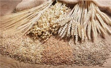 سهم ۶۳ درصدی گندم و جو از کل کود توزیعی استان همدان