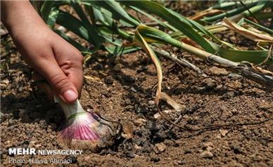 سالانه ۶۰ هزار تن سیر از مزارع همدان برداشت می‌شود