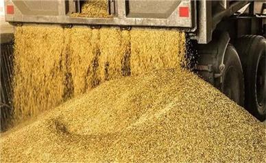 محکومیت بیش از پنج میلیارد ریالی برای نگهداری خوراک دام قاچاق در ملایر