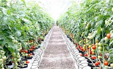 ۳۱۸ هکتار گلخانه در همدان زیر چتر حمایت و توسعه