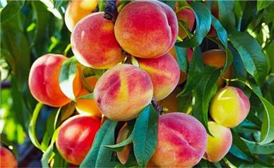 خسارت ۲۰ درصدی سرمازدگی به باغ‌های اسدآباد