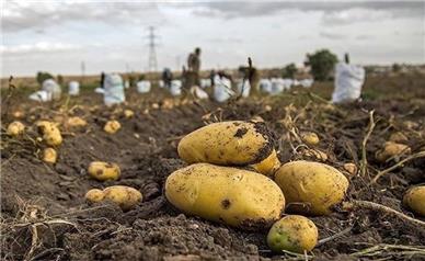 ۲۰ هزار تن سیب‌زمینی در سردخانه؛ چرا همدان به‌جای مداخله، عرضه را مدیریت می‌کند؟