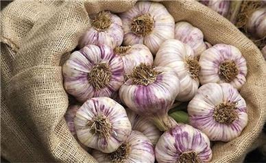 سولان میزبان هشتمین جشنواره ملی سیر و موسیر؛ از بازار محصولات بومی تا غذای محلی