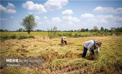 پرداخت ۱۲۸۵ میلیارد تومان تسهیلات به بخش کشاورزی همدان