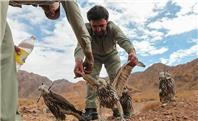 پرواز دوباره طرغه‌ها در آسمان درگزین