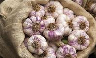 سولان میزبان هشتمین جشنواره ملی سیر و موسیر؛ از بازار محصولات بومی تا غذای محلی