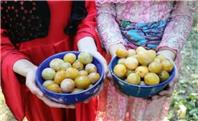 از باغ تا بازار؛ آلو اسدآباد چقدر ارزش افزوده ایجاد می‌کند؟